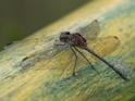Dythemis sterilis (Brown Setwing) male-2.jpg